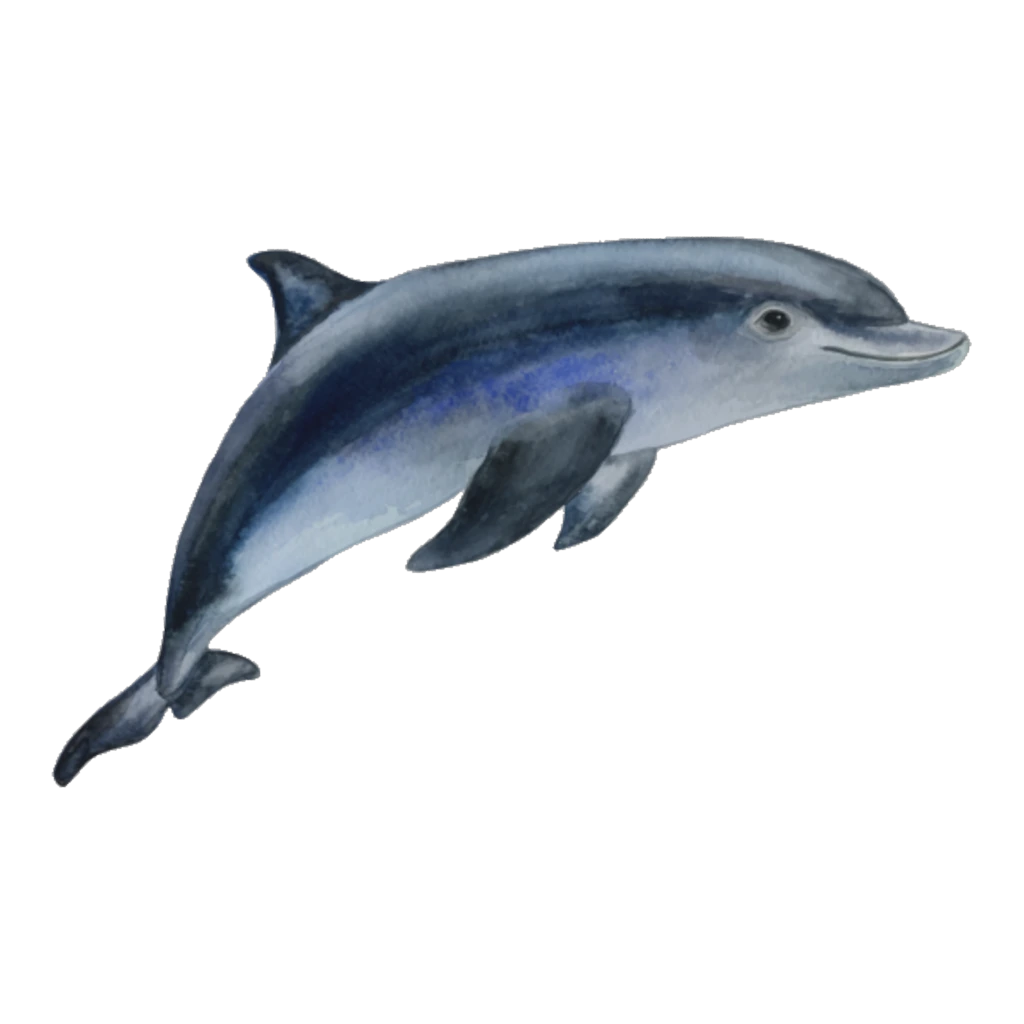 Dolphin