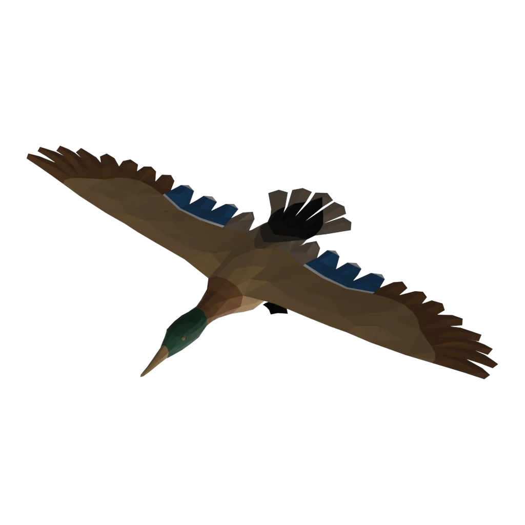 Male Duck